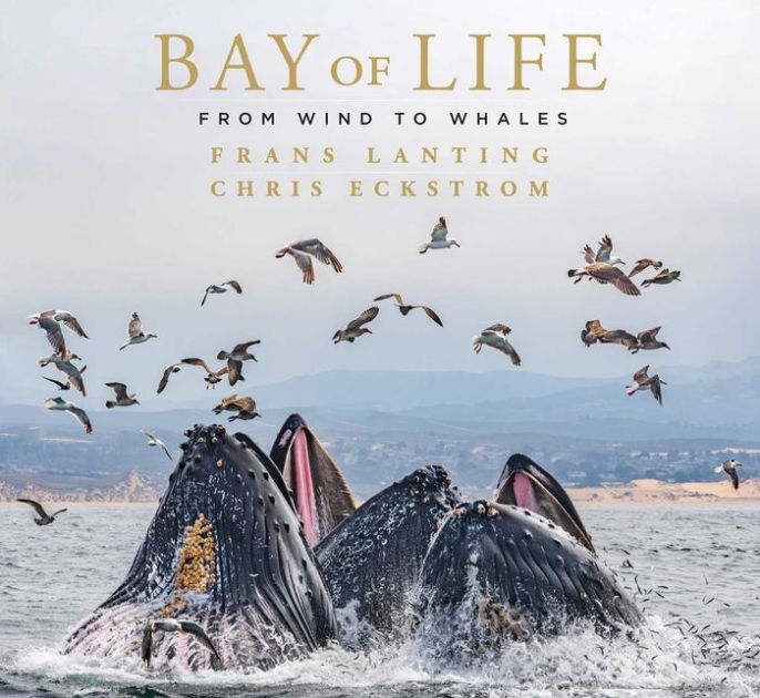 naast waarde muziek Bay of Life: From Wind to Whales by Frans Lanting, Chris Eckstrom,  Hardcover | Barnes & Noble®