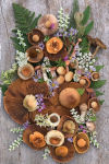 Alternative view 3 of Flowers and Fungi Boxed Note Cards
