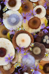 Alternative view 5 of Flowers and Fungi Boxed Note Cards