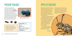Alternative view 3 of The Weird and Wonderful World of Bugs: A Book About Beetles, Butterflies, and Other Fascinating Insects