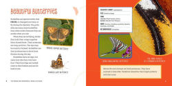 Alternative view 4 of The Weird and Wonderful World of Bugs: A Book About Beetles, Butterflies, and Other Fascinating Insects