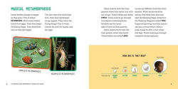 Alternative view 5 of The Weird and Wonderful World of Bugs: A Book About Beetles, Butterflies, and Other Fascinating Insects