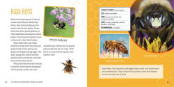 Alternative view 6 of The Weird and Wonderful World of Bugs: A Book About Beetles, Butterflies, and Other Fascinating Insects