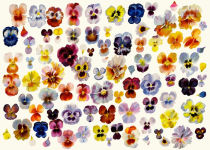 Alternative view 2 of A Field of Pansies 1,000-Piece Puzzle