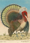 Alternative view 3 of John Derian Paper Goods: Crested Turkey 1,000-Piece Puzzle