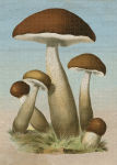 Alternative view 2 of John Derian Paper Goods: Mushrooms 1,000-Piece Puzzle