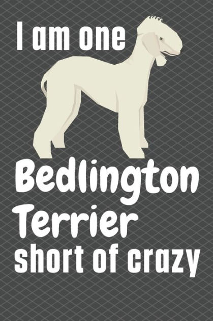 are bedlington terrier noisy