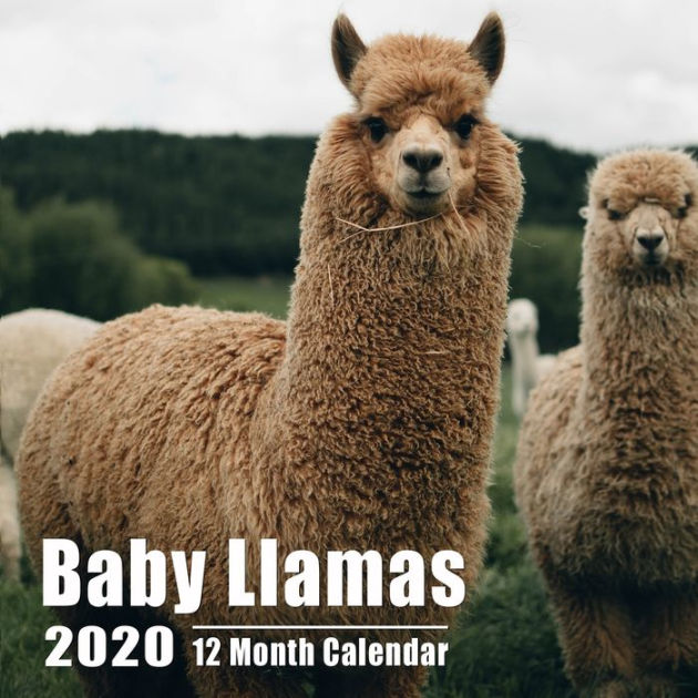 Baby Llamas Calendar 2020 Cute Babies llama Photos Mini Calendar With