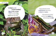 Alternative view 2 of Is It a Frog or a Toad?