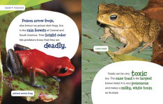 Alternative view 4 of Is It a Frog or a Toad?