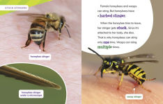 Alternative view 4 of Is It a Honeybee or a Wasp?