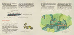 Alternative view 2 of Monarch and Mourning Cloak: A Butterfly Journal