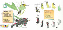 Alternative view 6 of Monarch and Mourning Cloak: A Butterfly Journal