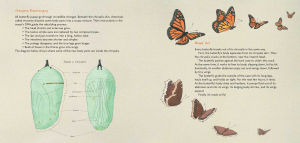 Monarch and Mourning Cloak: A Butterfly Journal