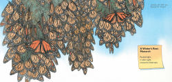 Alternative view 9 of Monarch and Mourning Cloak: A Butterfly Journal