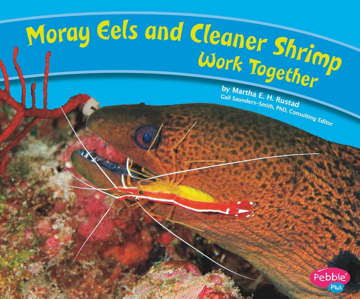 Moray Eels and Cleaner Shrimp Work Together by Martha E. H. Rustad