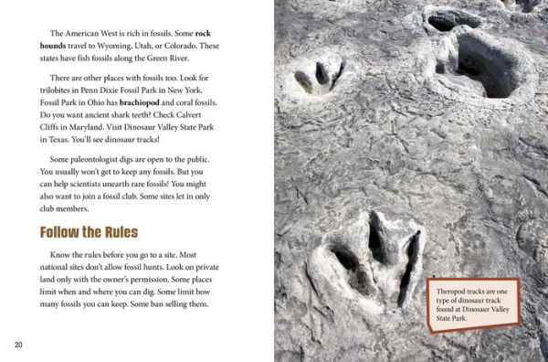 Dig and Discover Fossils