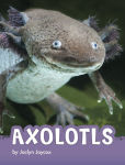 Alternative view 1 of Axolotls