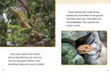 Alternative view 4 of King Cobras