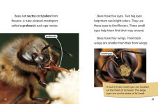 Alternative view 2 of Bee Queens: Rulers of the Hive