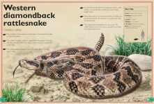 Alternative view 5 of The Magnificent Book of Dangerous Animals