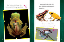 Alternative view 2 of Super Surprising Trivia About Rain Forest Animals
