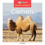 Camels