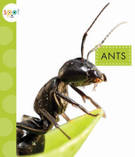 Title: Ants, Author: Nessa Black