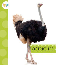 Title: Ostriches, Author: Lisa Amstutz