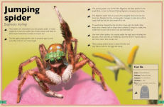 Alternative view 3 of The Magnificent Book of Insects and Spiders: (Animal Books for Kids, Natural History Books for Kids)