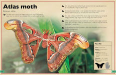 Alternative view 4 of The Magnificent Book of Insects and Spiders: (Animal Books for Kids, Natural History Books for Kids)