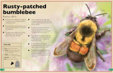 Alternative view 5 of The Magnificent Book of Insects and Spiders: (Animal Books for Kids, Natural History Books for Kids)