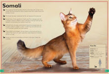 Alternative view 2 of The Magnificent Book of Cats: (Kids Books About Cats, Middle Grade Cat Books, Books About Animals)