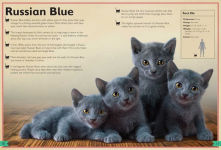Alternative view 3 of The Magnificent Book of Cats: (Kids Books About Cats, Middle Grade Cat Books, Books About Animals)