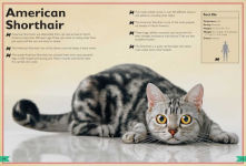 Alternative view 4 of The Magnificent Book of Cats: (Kids Books About Cats, Middle Grade Cat Books, Books About Animals)