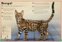 Alternative view 5 of The Magnificent Book of Cats: (Kids Books About Cats, Middle Grade Cat Books, Books About Animals)