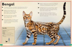 Alternative view 6 of The Magnificent Book of Cats: (Kids Books About Cats, Middle Grade Cat Books, Books About Animals)