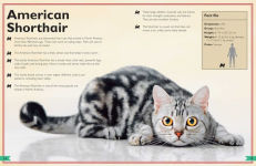 Alternative view 8 of The Magnificent Book of Cats: (Kids Books About Cats, Middle Grade Cat Books, Books About Animals)