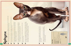 Alternative view 9 of The Magnificent Book of Cats: (Kids Books About Cats, Middle Grade Cat Books, Books About Animals)