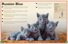 Alternative view 10 of The Magnificent Book of Cats: (Kids Books About Cats, Middle Grade Cat Books, Books About Animals)