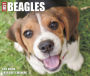 2018 Just Beagles Box Calendar