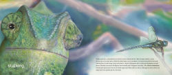 Alternative view 3 of Behold the Chameleon
