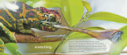 Alternative view 4 of Behold the Chameleon