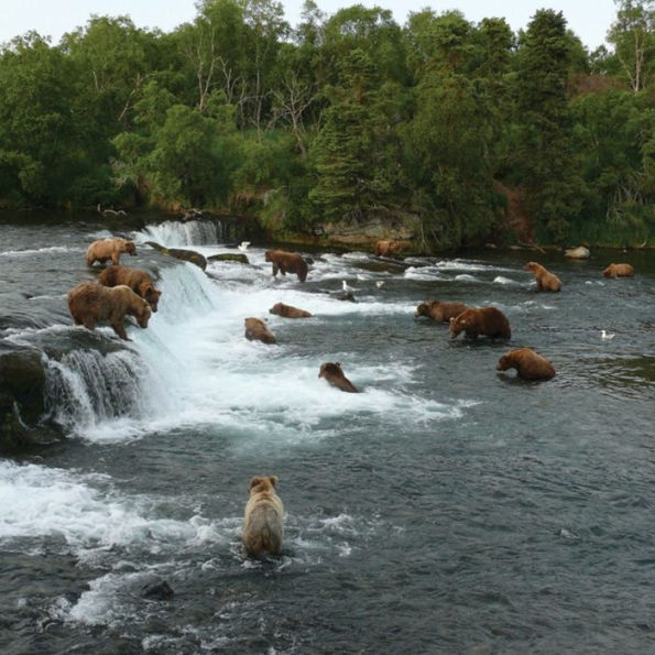 The Bears of Brooks Falls: Wildlife and Survival on Alaska's Brooks River