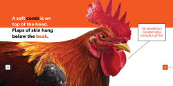 Alternative view 2 of Chickens