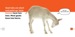 Alternative view 2 of Goats