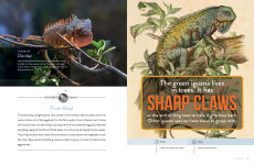 Alternative view 2 of Iguana