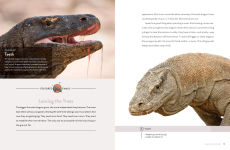 Alternative view 2 of Komodo Dragon