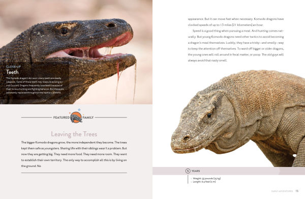 Komodo Dragon