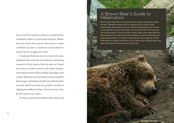 Brown Bears